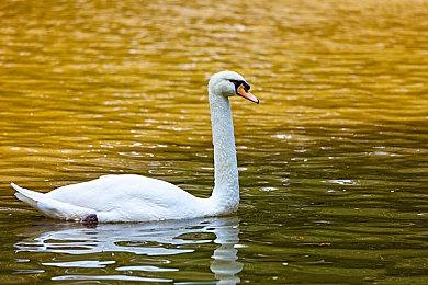 国行《马力欧+疯狂兔子:王国之战》及DLC今日上线 售价299元